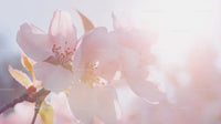 Apple Blossoms in Gentle Sunlight with Soft Pink Tones
