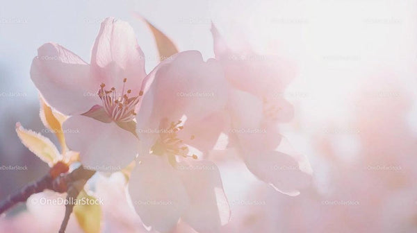 Apple Blossoms in Gentle Sunlight with Soft Pink Tones