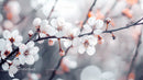 Delicate Cherry Blossoms in Elegant Springtime Bloom