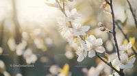 Sunlit Cherry Blossoms on a Tranquil Spring Day