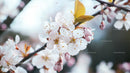 Cherry Blossoms in Full Bloom on a Spring Day