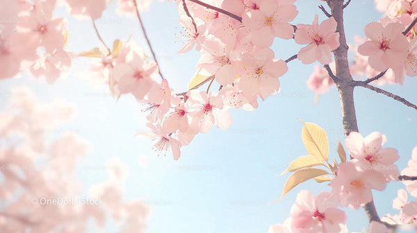 Cherry Blossoms in Full Bloom on a Sunny Spring Day