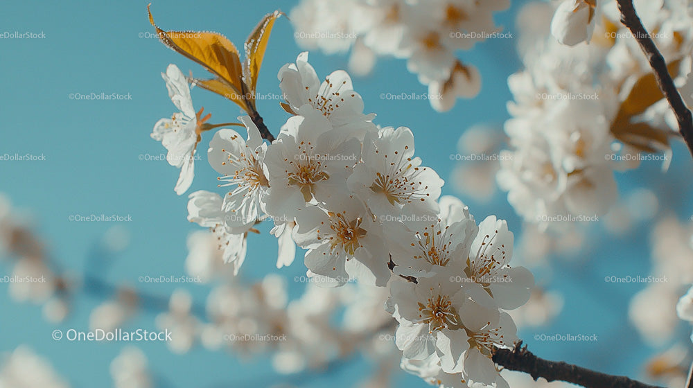 Cherry Blossoms Against a Clear Blue Sky