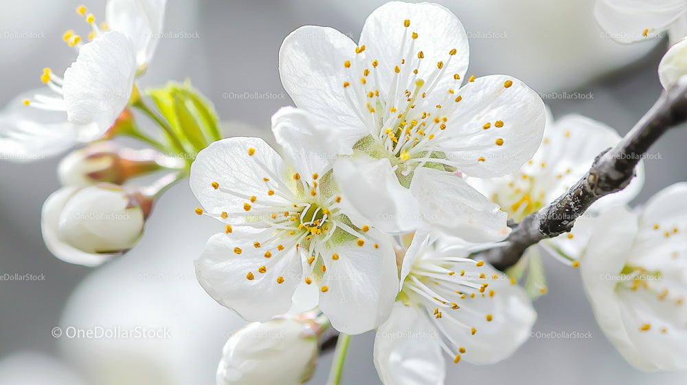 Blossoming Cherry Flowers in Springtime