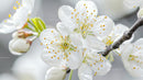 Blossoming Cherry Flowers in Springtime