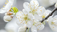Blossoming Cherry Flowers in Springtime