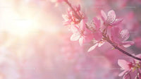 Cherry Blossoms in Sunlight Captured in Soft Focus