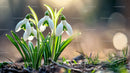 Delicate Snowdrops Blooming in Early Spring Sunshine