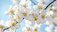 Cherry Blossoms in Full Spring Bloom Against Blue Sky