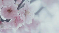 Delicate Cherry Blossoms in Full Spring Bloom