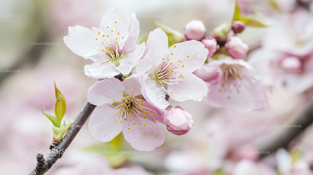 Delicate Pink Sakura Blossoms in Springtime