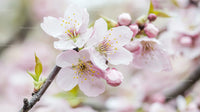 Delicate Pink Sakura Blossoms in Springtime