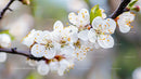 Cherry Blossoms in Full Bloom on a Spring Day