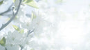 Delicate White Blossoms on a Blooming Spring Tree Branch