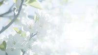 Delicate White Blossoms on a Blooming Spring Tree Branch
