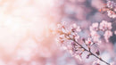 Delicate Cherry Blossoms in Soft Pastel Light