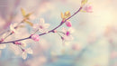 Delicate Cherry Blossoms on a Pastel Background