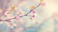 Delicate Cherry Blossoms on a Pastel Background