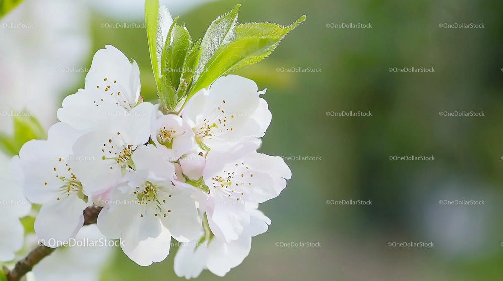 Delicate White Cherry Blossoms in Springtime