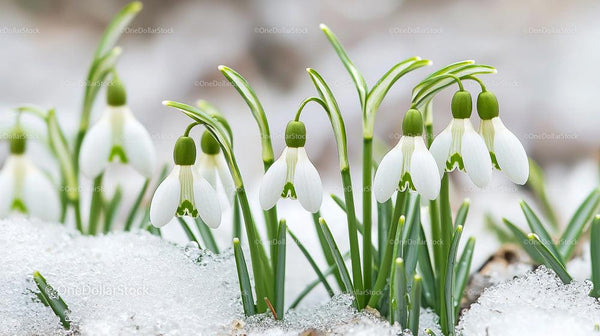 Snowdrops Emerging Through Snow in Early Spring
