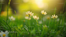 Close-Up of Daisies Blossoming in Sunlit Green Meadow