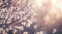 Cherry Blossom Branch with Soft Pastel Background