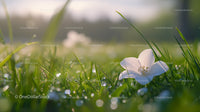 White Flower Amidst Morning Dew and Sunlit Grass