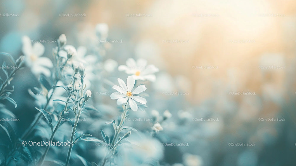 Wild Daisies in a Serene Garden with Soft Focus