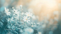 Wild Daisies in a Serene Garden with Soft Focus
