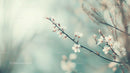 Delicate Cherry Blossom Branch in Soft Pastel Light