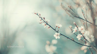 Delicate Cherry Blossom Branch in Soft Pastel Light