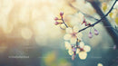 Delicate Cherry Blossoms in Soft Spring Light
