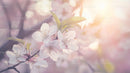 Beautiful Cherry Blossoms in Soft Spring Light