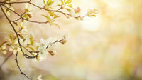 Delicate Cherry Blossoms in Gentle Spring Light