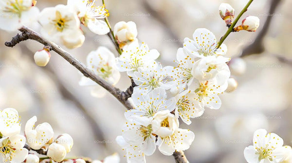 Cherry Blossom Branch with White Flowers in Full Bloom