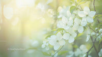 White Apple Blossoms on a Spring Day