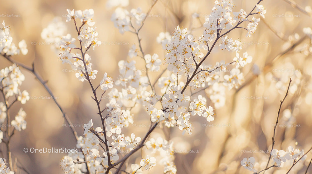 Spring Blossoms on Branches in Sunlit Scenery