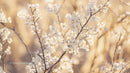 Spring Blossoms on Branches in Sunlit Scenery