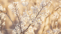 Spring Blossoms on Branches in Sunlit Scenery