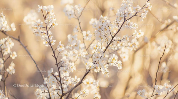 Spring Blossoms on Branches in Sunlit Scenery