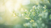 Close-up of Green Leaves in Soft Sunlight