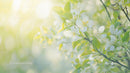 Apple Blossoms in Soft Sunlight