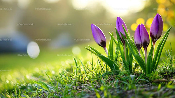 Vibrant Purple Crocuses in Morning Spring Light