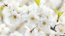 White Cherry Blossoms in Full Bloom