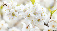 White Cherry Blossoms in Full Bloom