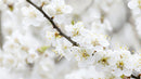 Delicate Cherry Blossoms in Full Spring Bloom