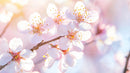 Cherry Blossoms in Full Bloom Under Soft Sunlight