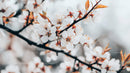 Cherry Blossoms in Full Bloom Capturing Spring's Delicate Beauty