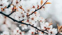 Cherry Blossoms in Full Bloom Capturing Spring's Delicate Beauty