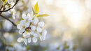 Delicate Cherry Blossoms in Gentle Springtime Light
